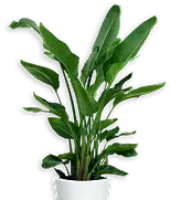Ilustración planta decorativa Supafinding